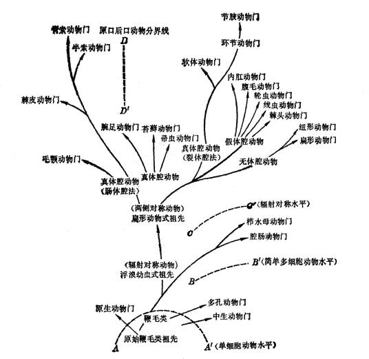 动物界（生物的一界）