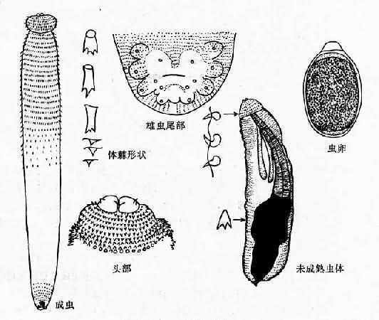 棘颚口线虫