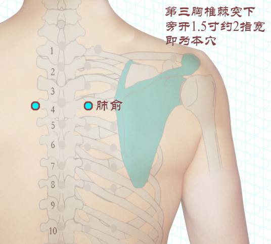 肺俞穴