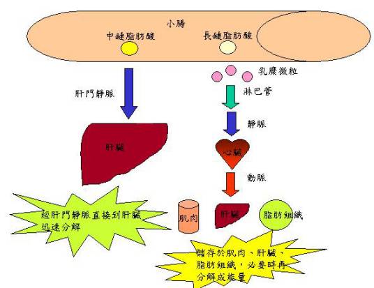 脂肪代谢