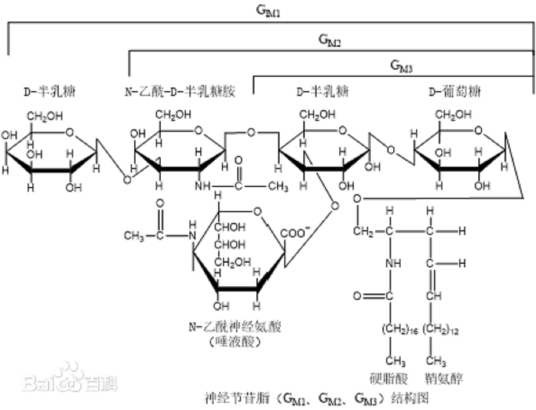 神经节苷脂