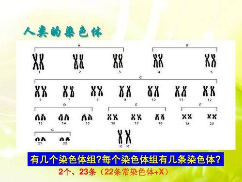 染色体分析