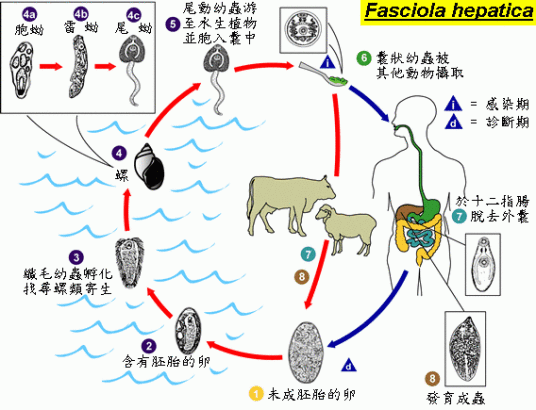 牛羊肝吸虫