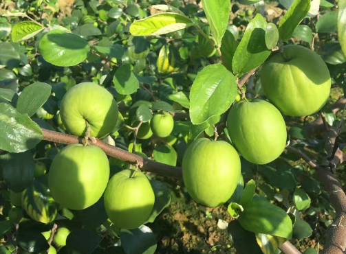 台湾大青枣