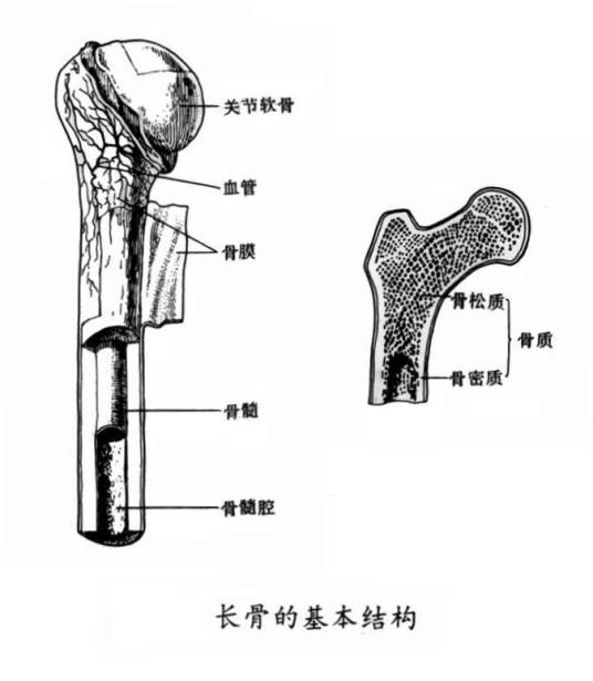 骨的结构