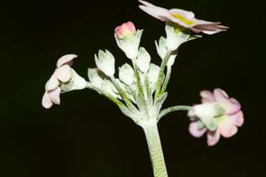 报春花（报春花科报春花属植物）