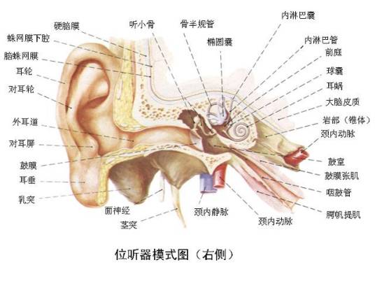 感觉器