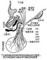 下丘脑激素