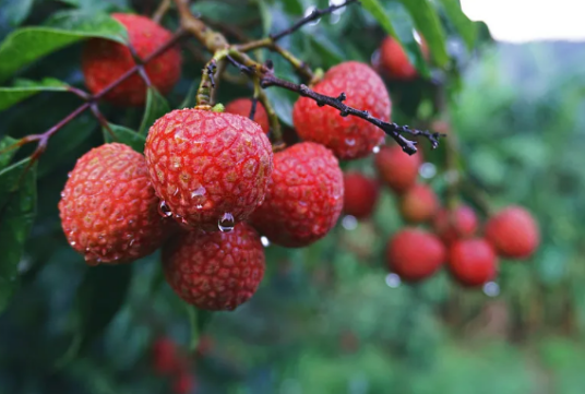 荔枝（无患子科荔枝属植物）