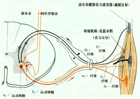 肌张力