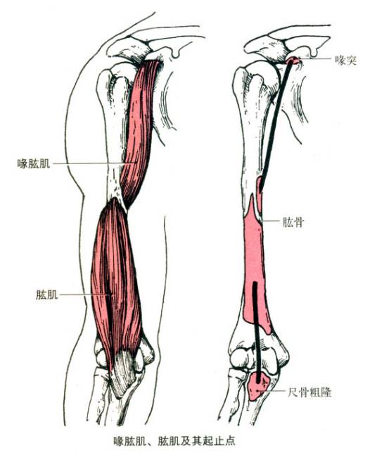 肱肌