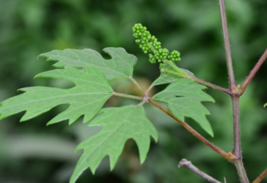 百花山葡萄