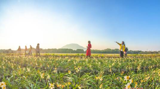 漳州圆山水仙花花海公园