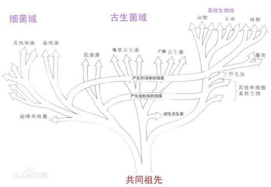 门（生物学分类）