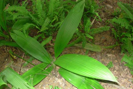 大叶仙茅（仙茅科仙茅属植物）