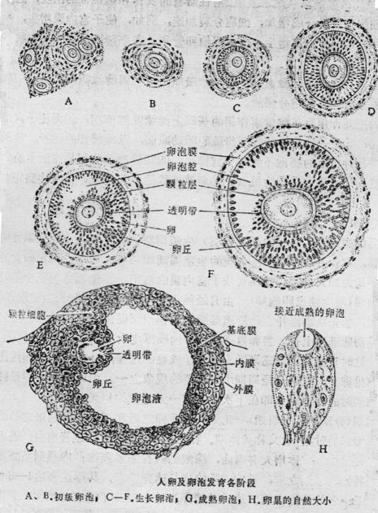 卵泡破裂