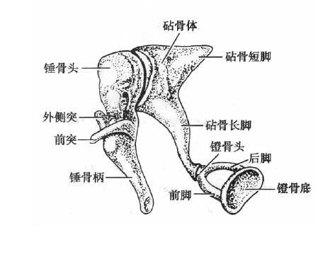 砧骨