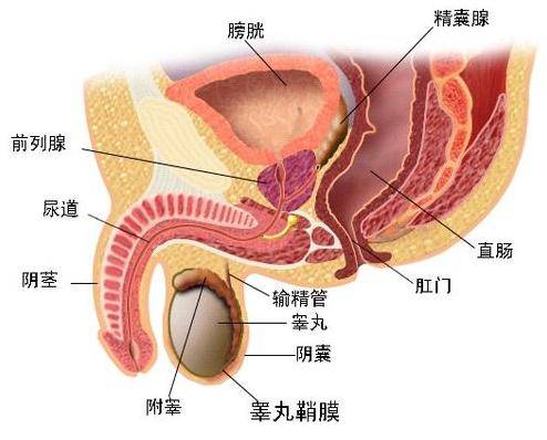 初血尿