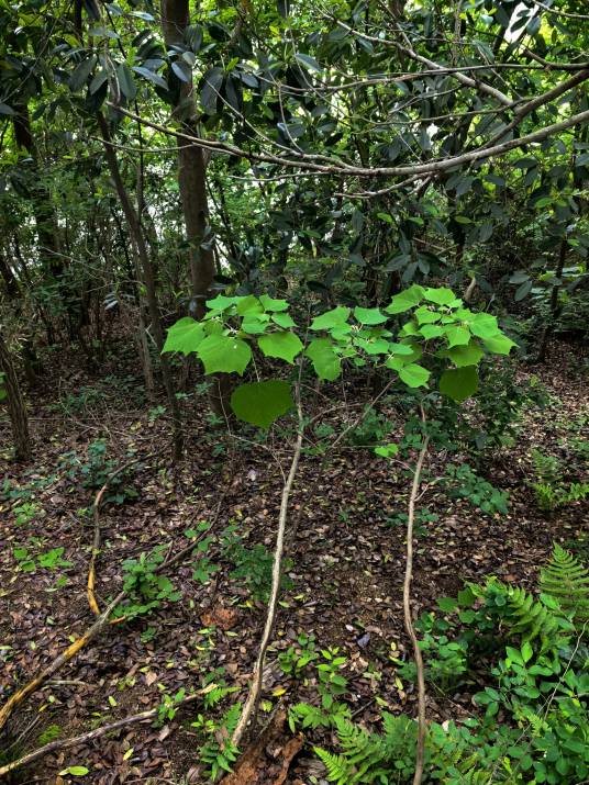 芙蓉（锦葵科木槿属植物）