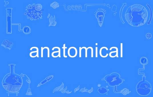 anatomical