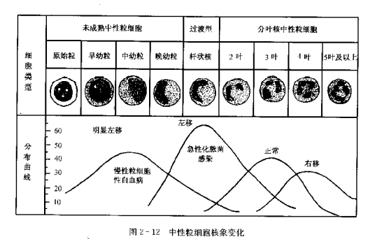 白细胞分类