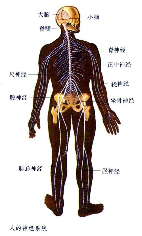 中枢神经系统症状