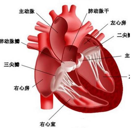 阵发性心房颤动