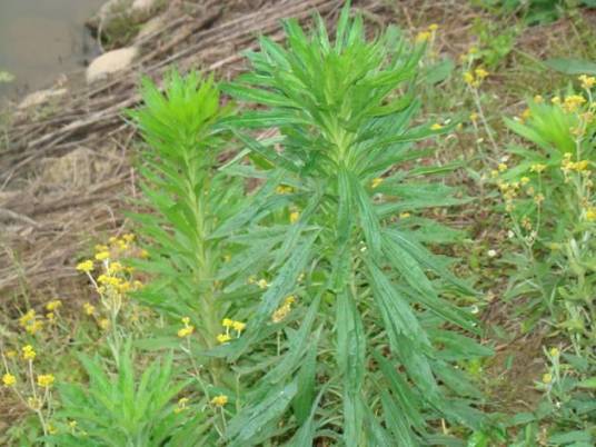 白酒草（菊科白酒草属植物）