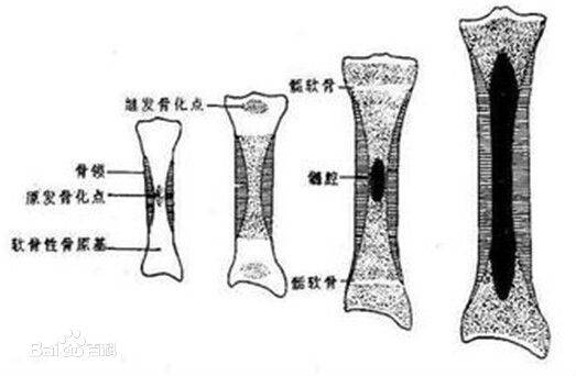 生长轴（生长发育关系的理论）