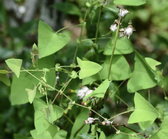 扛板归（蓼科蓼属植物）