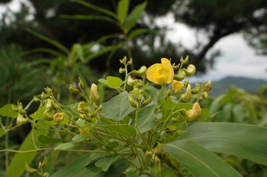 野扁豆（豆科野扁豆属植物）