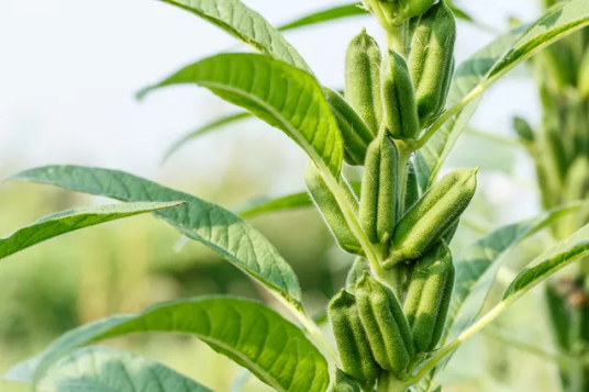 芝麻（芝麻科芝麻属植物）