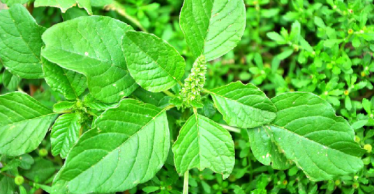 野苋菜（中央种子目苋科植物）