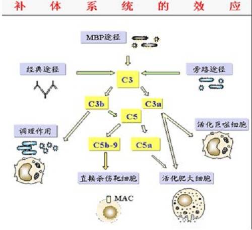 补体C3