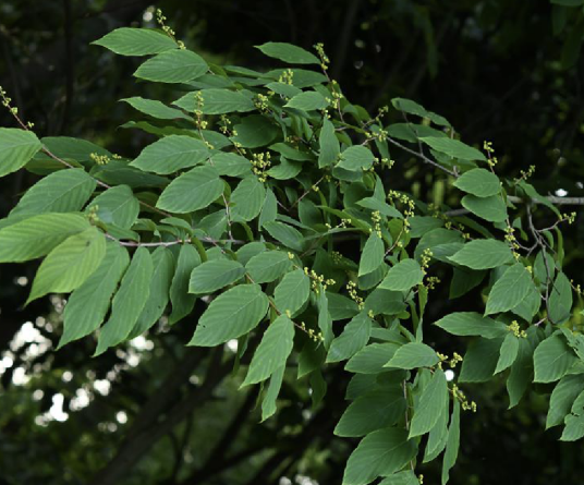 小勾儿茶