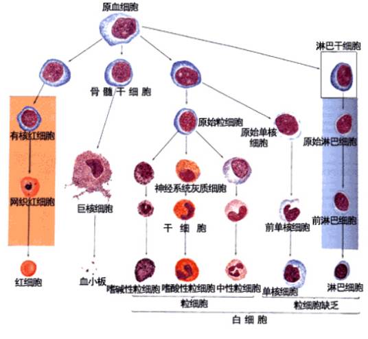 血细胞的生成