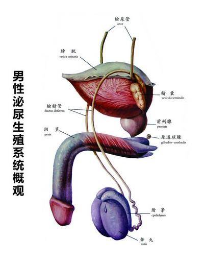 男科