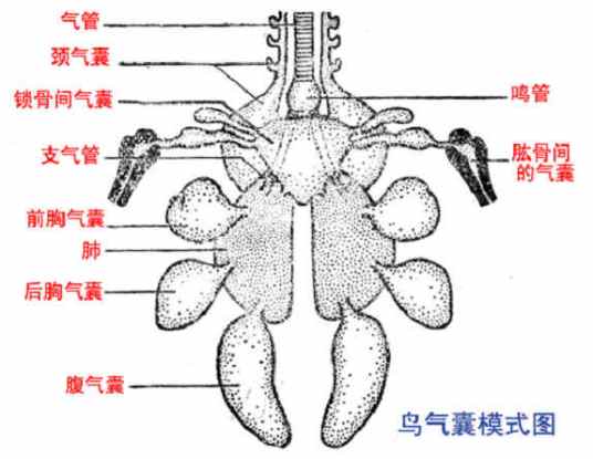 鸟类气囊