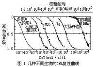 脱氧核糖核酸重复顺序