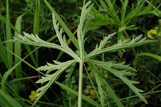 草地老鹳草（牻牛儿苗科老鹳草属植物）