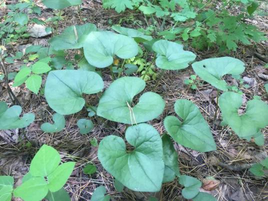 细辛（马兜铃科细辛属植物）