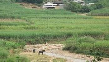 马田村（云南省保山市隆阳区杨柳乡下辖村）