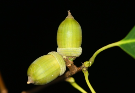 青冈（壳斗科栎属植物）