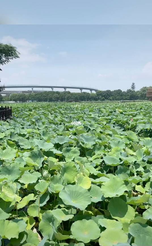 荷塘月色（苏州湿地公园）