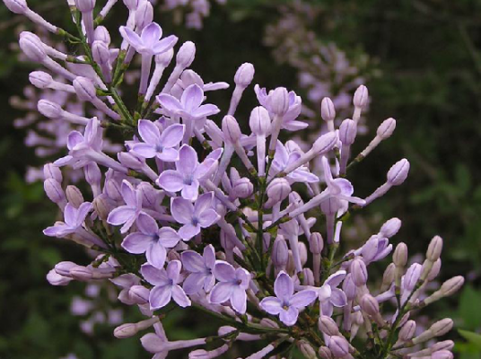 野丁香（紫茉莉科紫茉莉属植物）