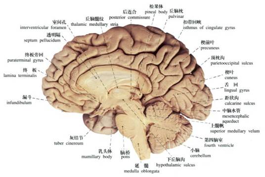 器质性大脑综合征