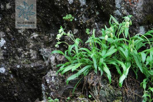 尼泊尔蝇子草