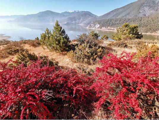 中甸高山植物园