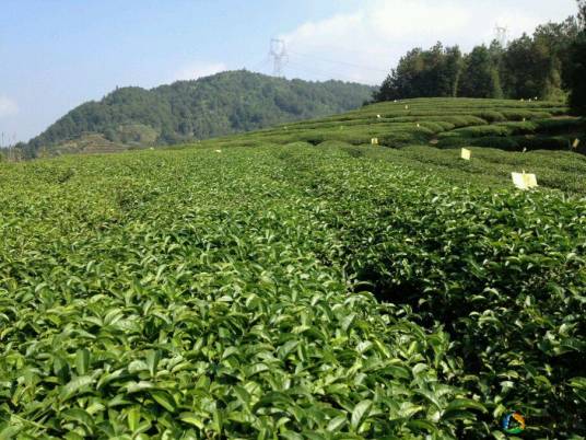 高山有机茶