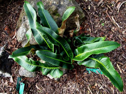 庐山石韦（水龙骨科石韦属植物）